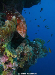 A coral grouper on Marsa Shagra Village house reef, Egypt... by Blaza Jovanovic 